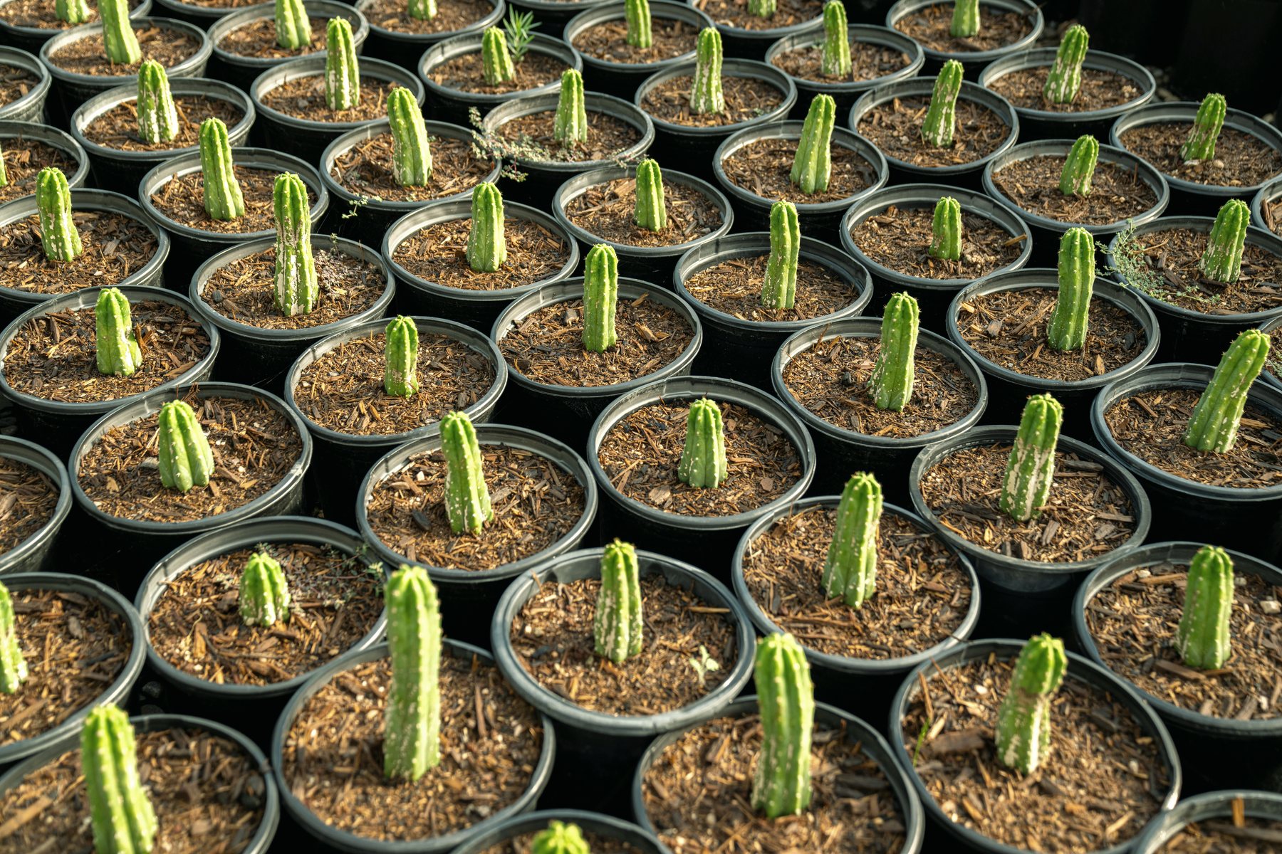 Rows of young plants in identical pots at a nursery, seen from above.