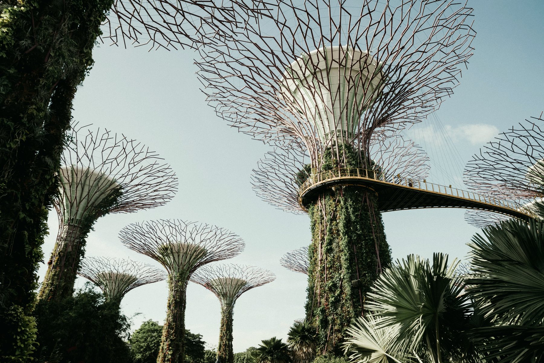 The Supertree Grove at Gardens by the Bay, Singapore, seen from below.